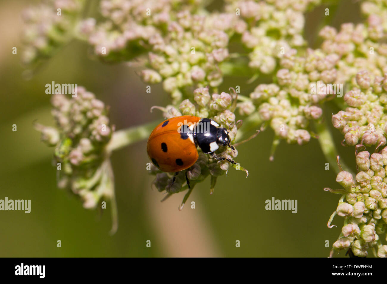 Seven-Spot Marienkäfer über Kuh Petersilie, Großbritannien. August Stockfoto