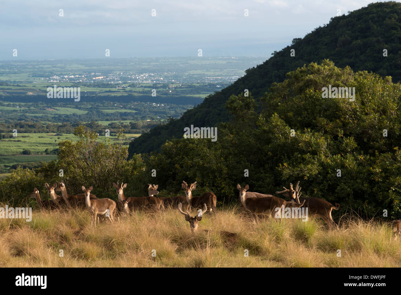 In der Nähe des Hotel Diana Dea Lodge Deer durchstreifen. 600 Meter über dem Meeresspiegel gelegen, eingezäunt, mit Blick auf Sainte-Anne, mitten in einem Wildreservat von 150 Hektar. Eine wahre Oase der Ruhe inmitten der Natur, bietet das Hotel einen schönen Blick über den Indischen Ozean. Die Architektur und die Materialien sind Stein und Holz. Die Zimmer sind gemütlich und haben Terrassen oder Balkone mit 180° bedeckt. 24 klassische Zimmer, 5 'Privileg' 'Zimmer' und eine Suite. Genießen Sie die Bibliothek, eine Bar und eine Haupt-Lounge mit einem großen zentralen Kamin, eine Terrasse... ein Restaurant, ein Konferenzraum und ein Spa. Stockfoto