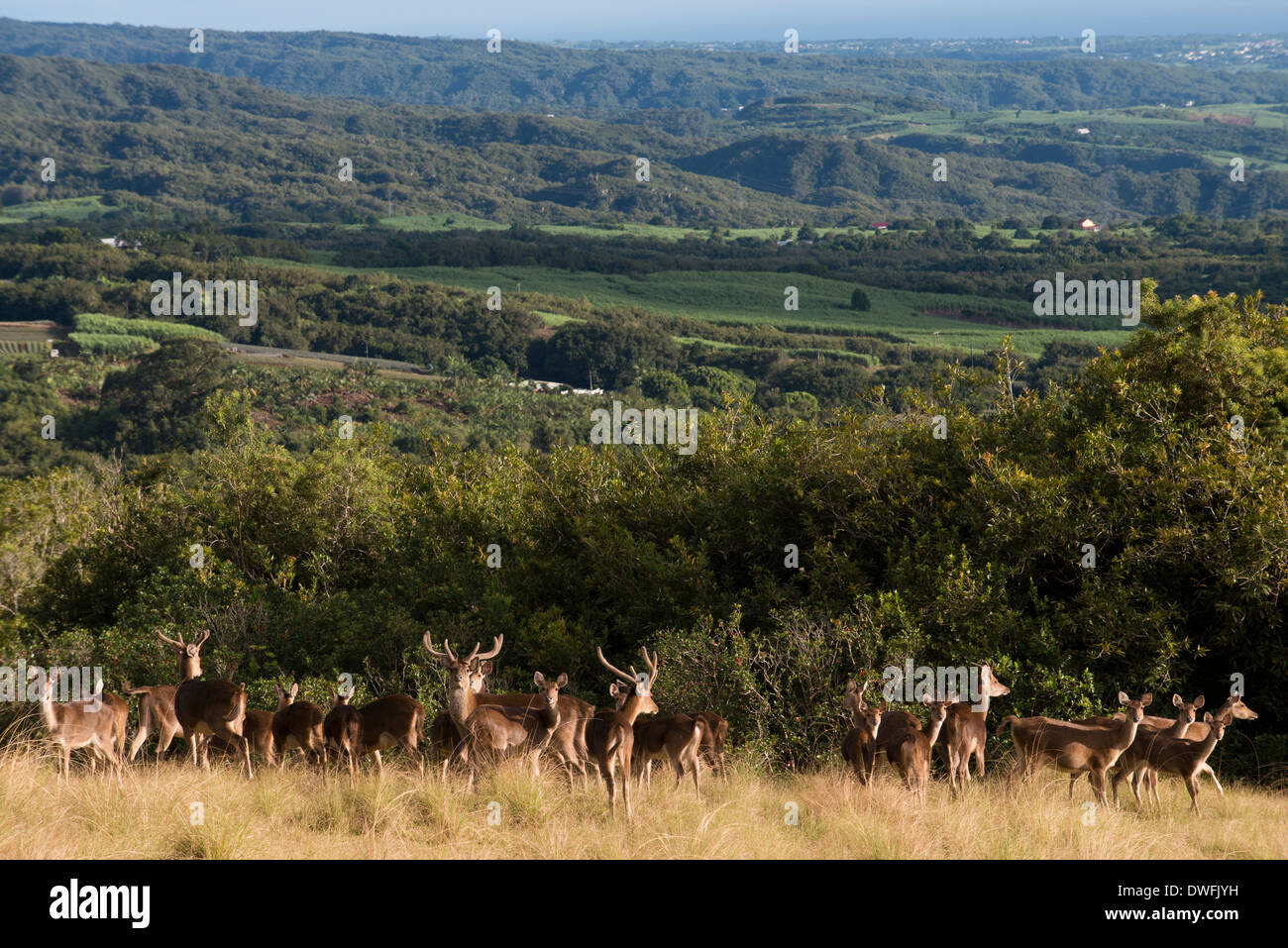 In der Nähe des Hotel Diana Dea Lodge Deer durchstreifen. Das Hotel liegt 600 Meter über dem Meeresspiegel, mit Blick auf Sainte-Anne, in der Mitte Stockfoto