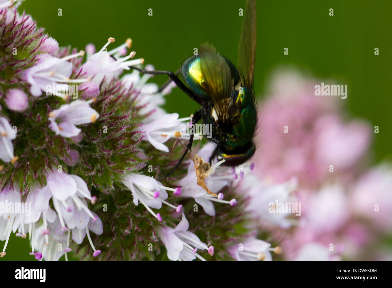 Greenbottle in Großbritannien fliegen. Anfang Herbst Stockfoto