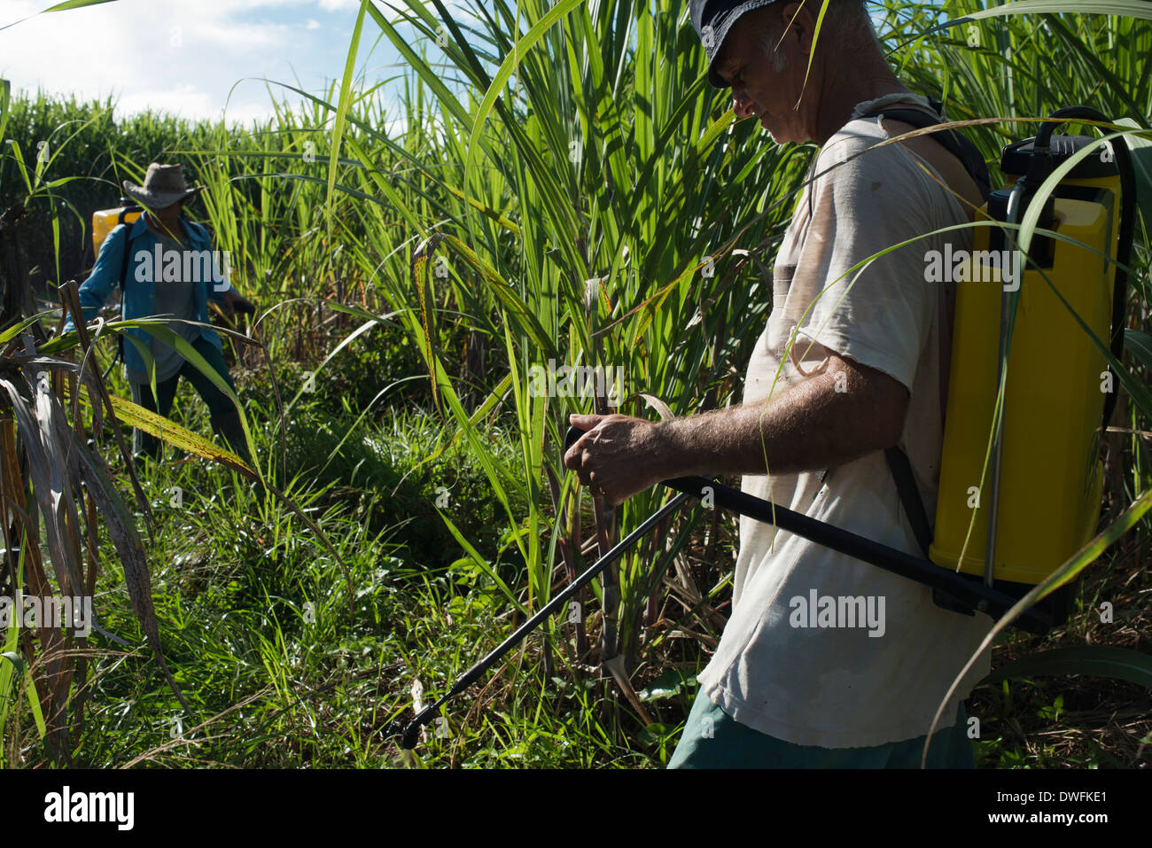 Begasung von Zuckerrohr-Felder in der Nähe der Straße Cambopurg. Zuckerrohr ist die Hauptkultur und Produkt aus dieser Insel exportiert. Stockfoto