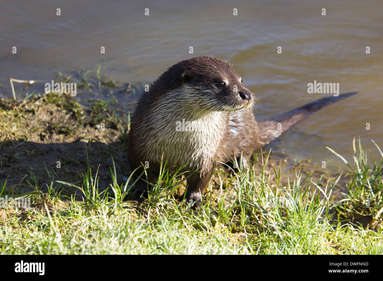 Fischotter vom Ufer in der UK (Lutra lutra) Februar. Im späten Winter Stockfoto