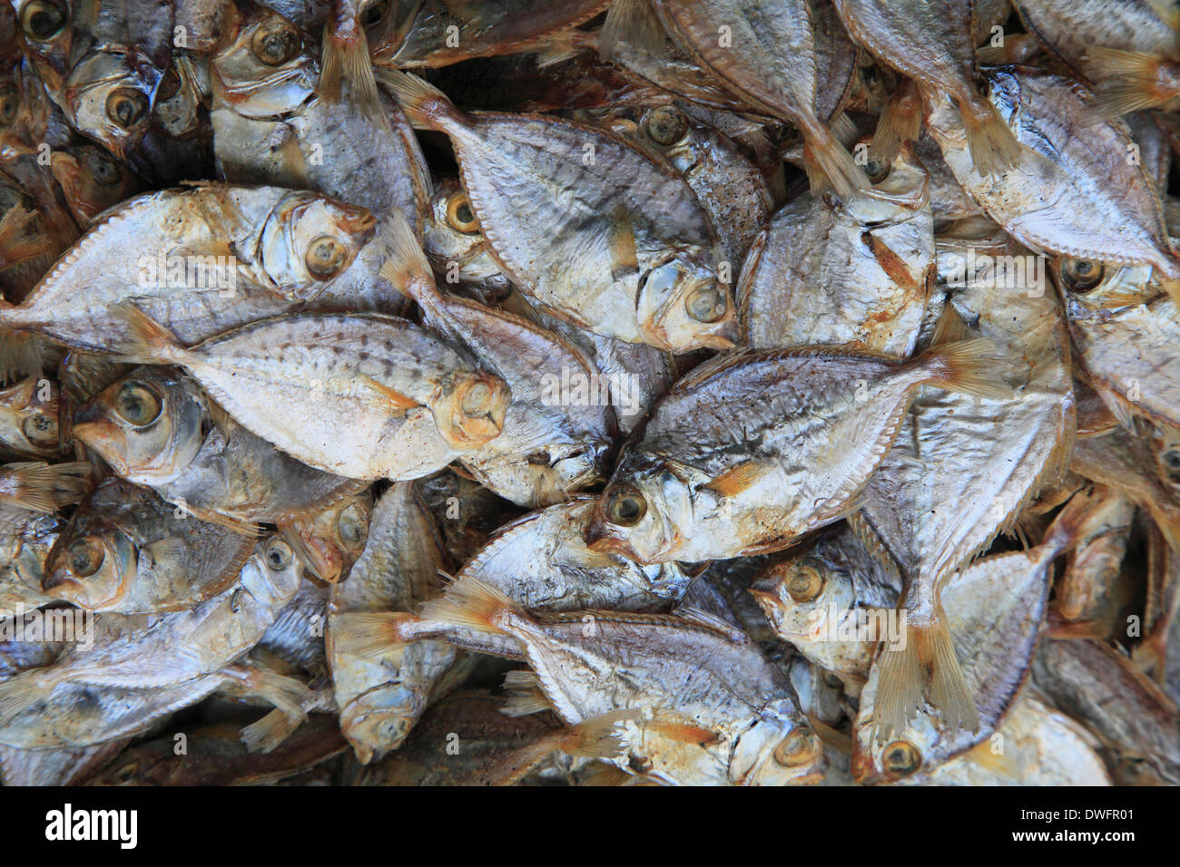 Sri Lanka; Colombo, Pettah, Markt, Trockenfisch, Stockfoto