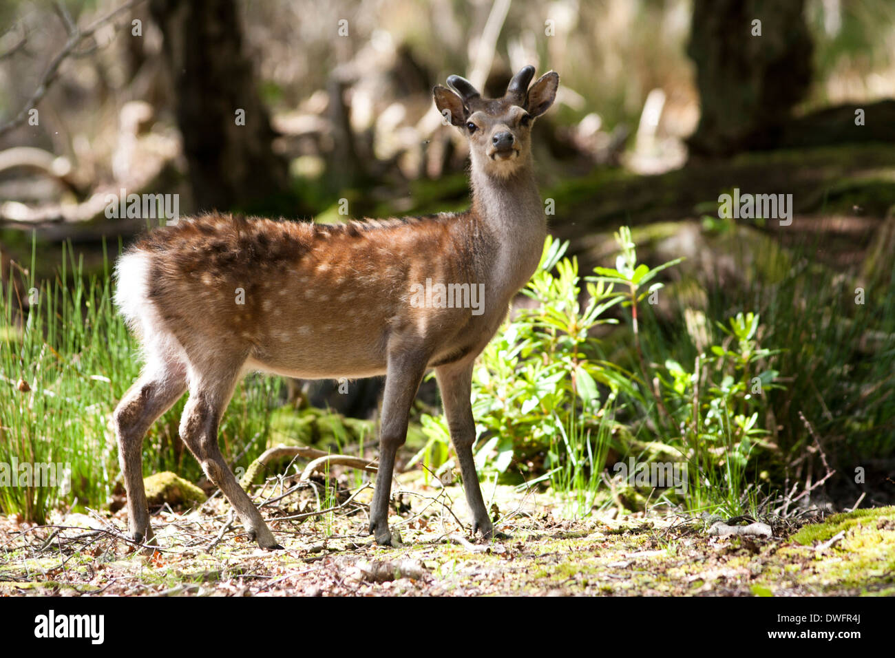 Sika Deer Beweidung im Wald von Arne RSPB Nature Reserve, Dorset, Großbritannien (Cervus Nippon), Mai Stockfoto