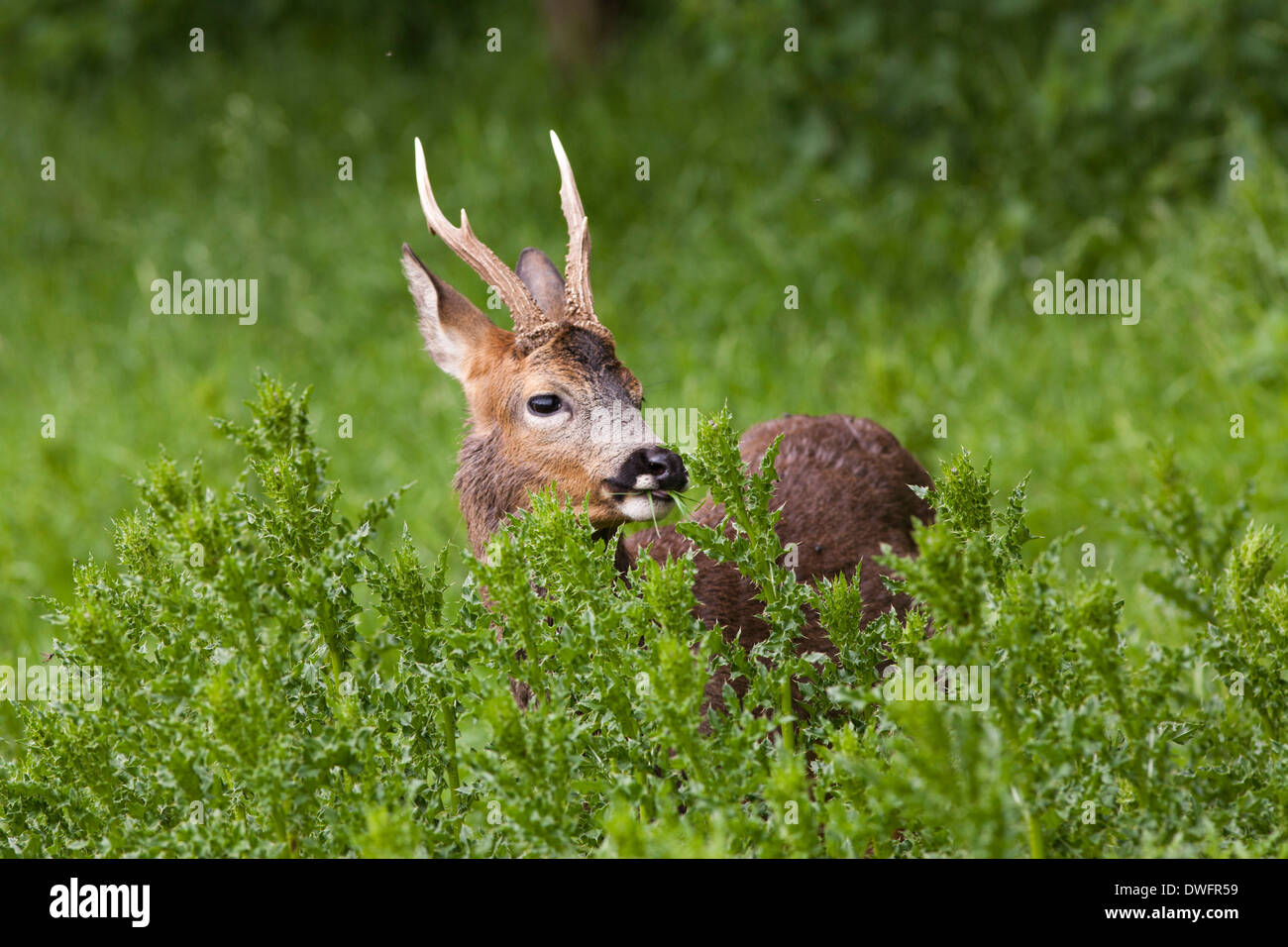 Europäische Reh in der Britischen Woodland Stockfoto