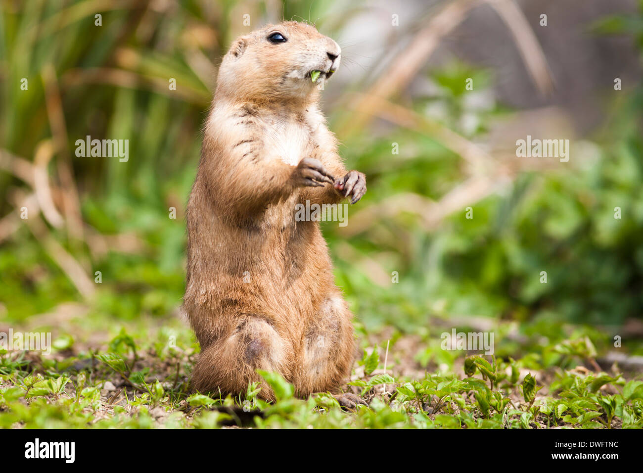 Schwarz Tailed Präriehund (Cynomys sich) Stockfoto