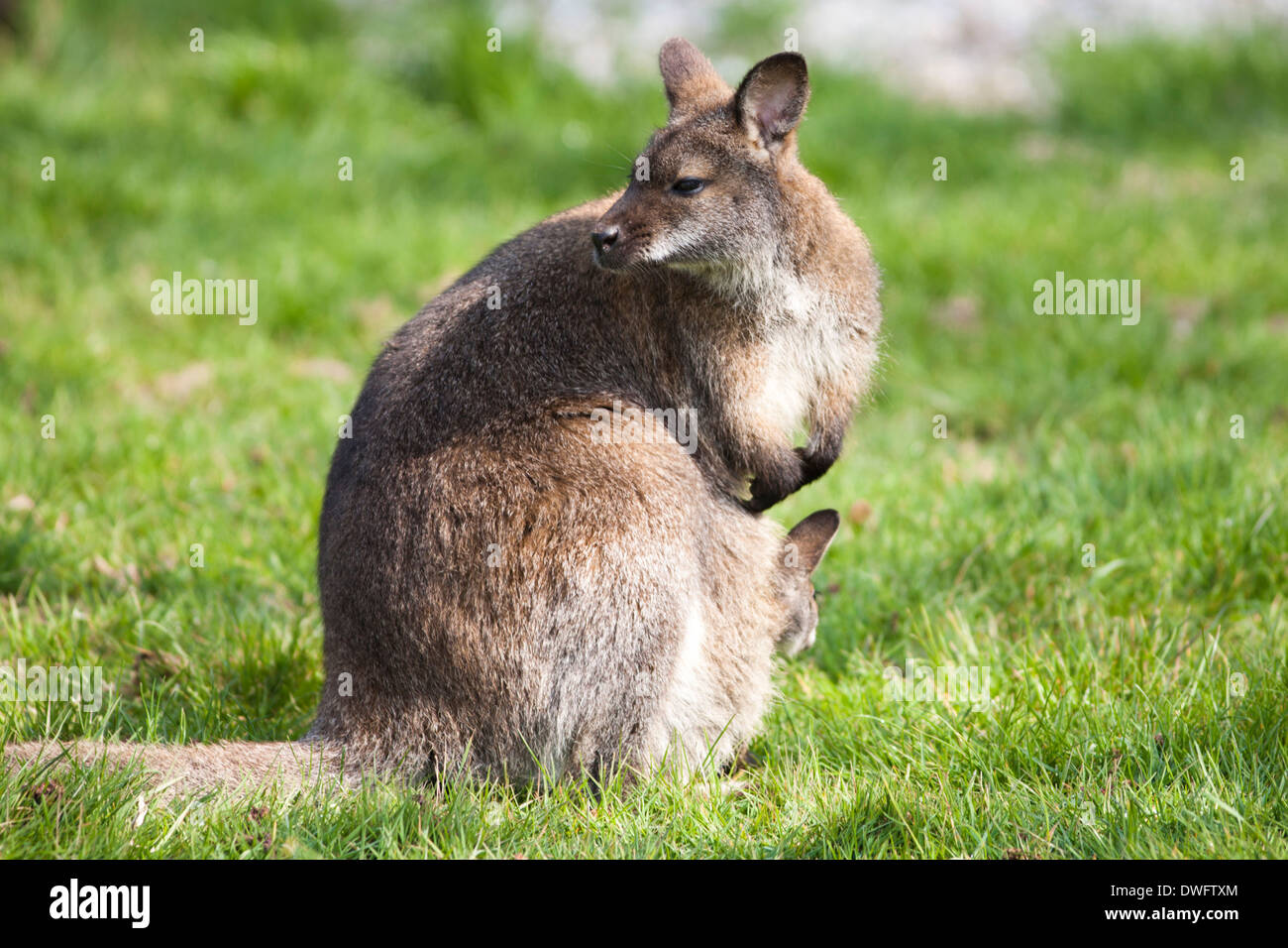 Großen Grauen Kängurus (Macropus giganteus) Stockfoto