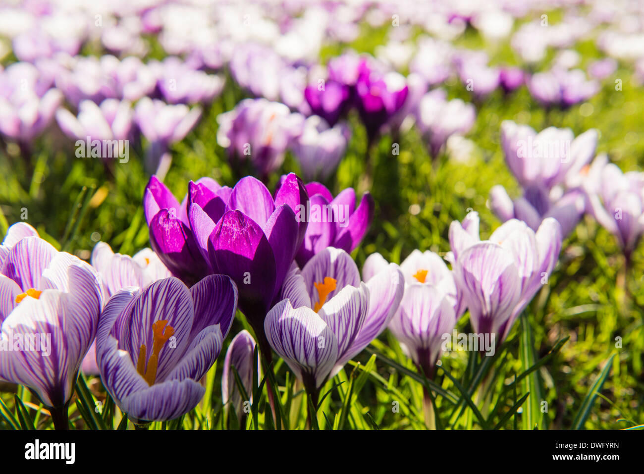 Krokusse am späten Nachmittag Sonne. Feder, Royal Botanic Gardens, Kew, London (Gestreifte croci wahrscheinlich Crocus 'Pickwick') Stockfoto