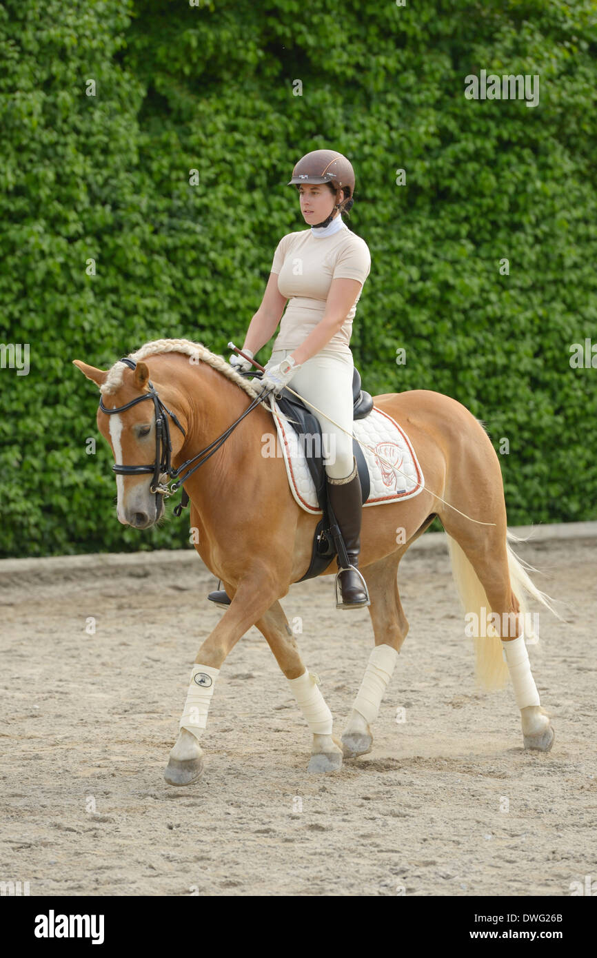 Dressurreiten Trott auf Haflinger-Pferd mit Kandare Stockfoto