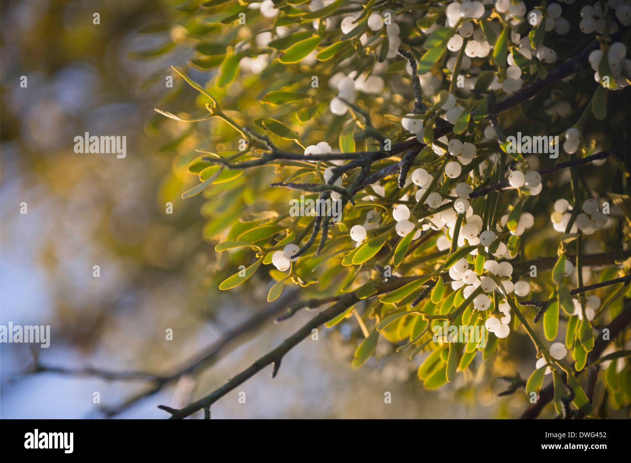 Mistel Viscum album Stockfoto