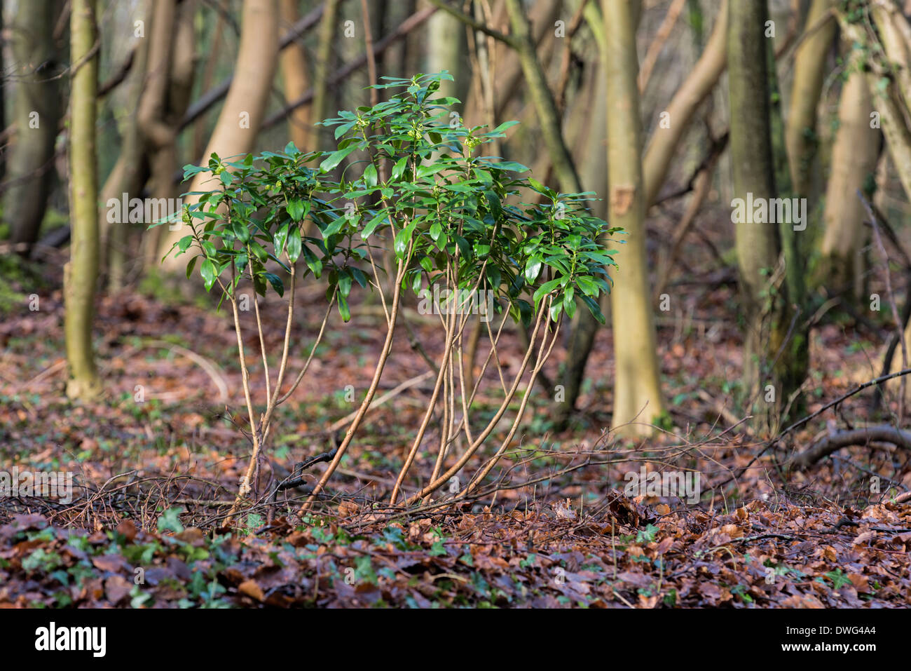 Wolfsmilch Laurel Daphne laureola Stockfoto