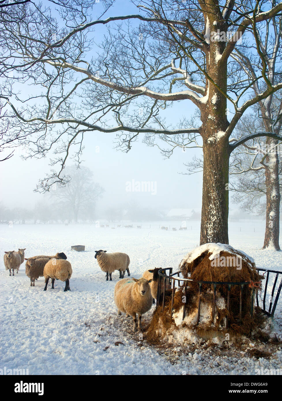 Fütterung der Schafe auf einem Bauernhof im Winterschnee in North Yorkshire im Vereinigten Königreich. Stockfoto