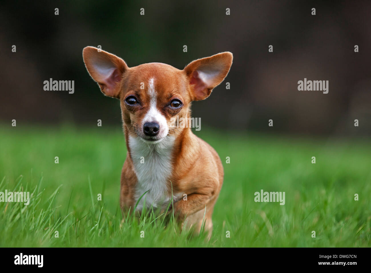 Kurzhaar-Tan Chihuahua im Garten Stockfoto