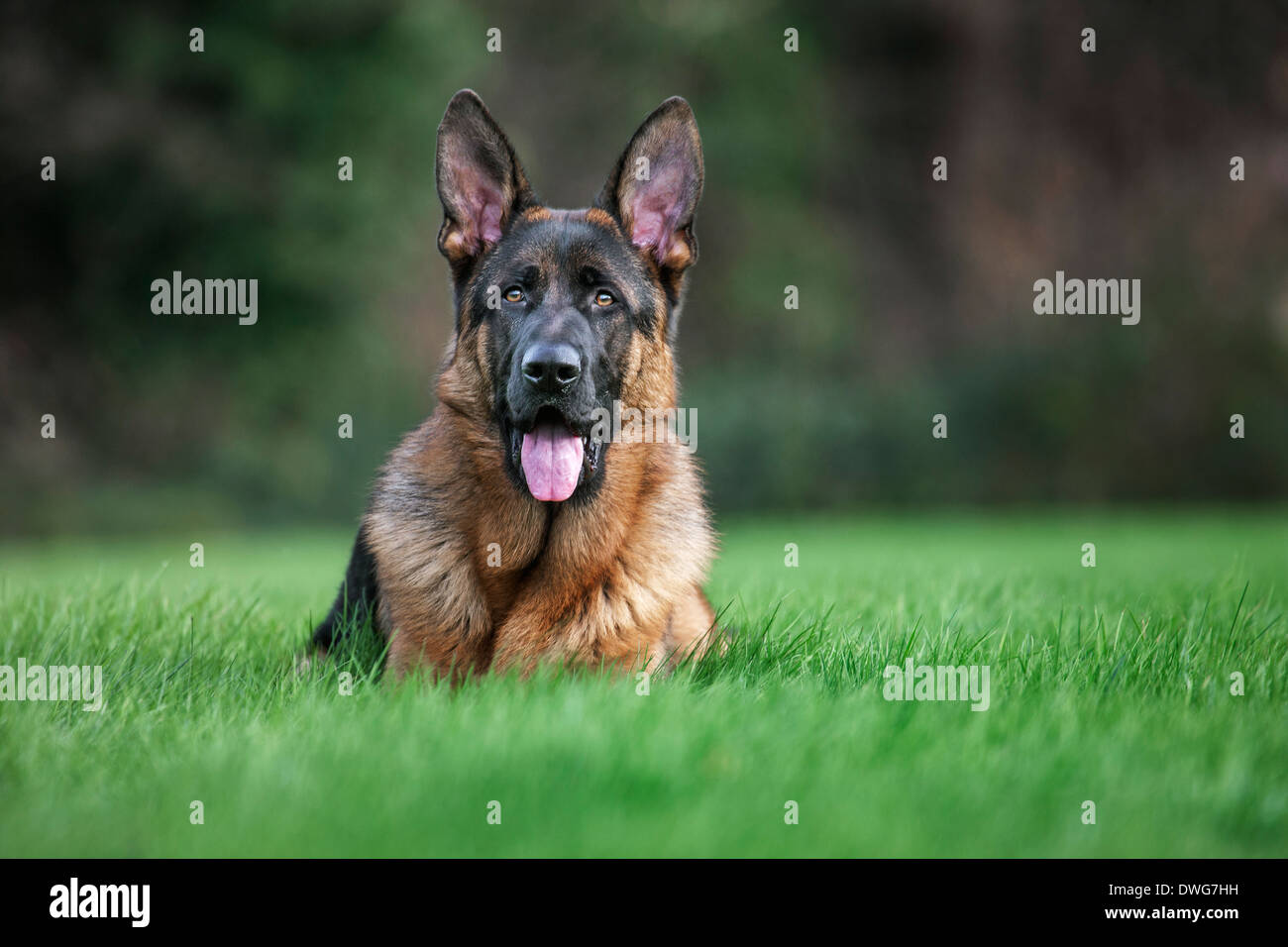 Deutscher Schäferhund (Canis Lupus Familiaris) liegen im Garten Stockfoto