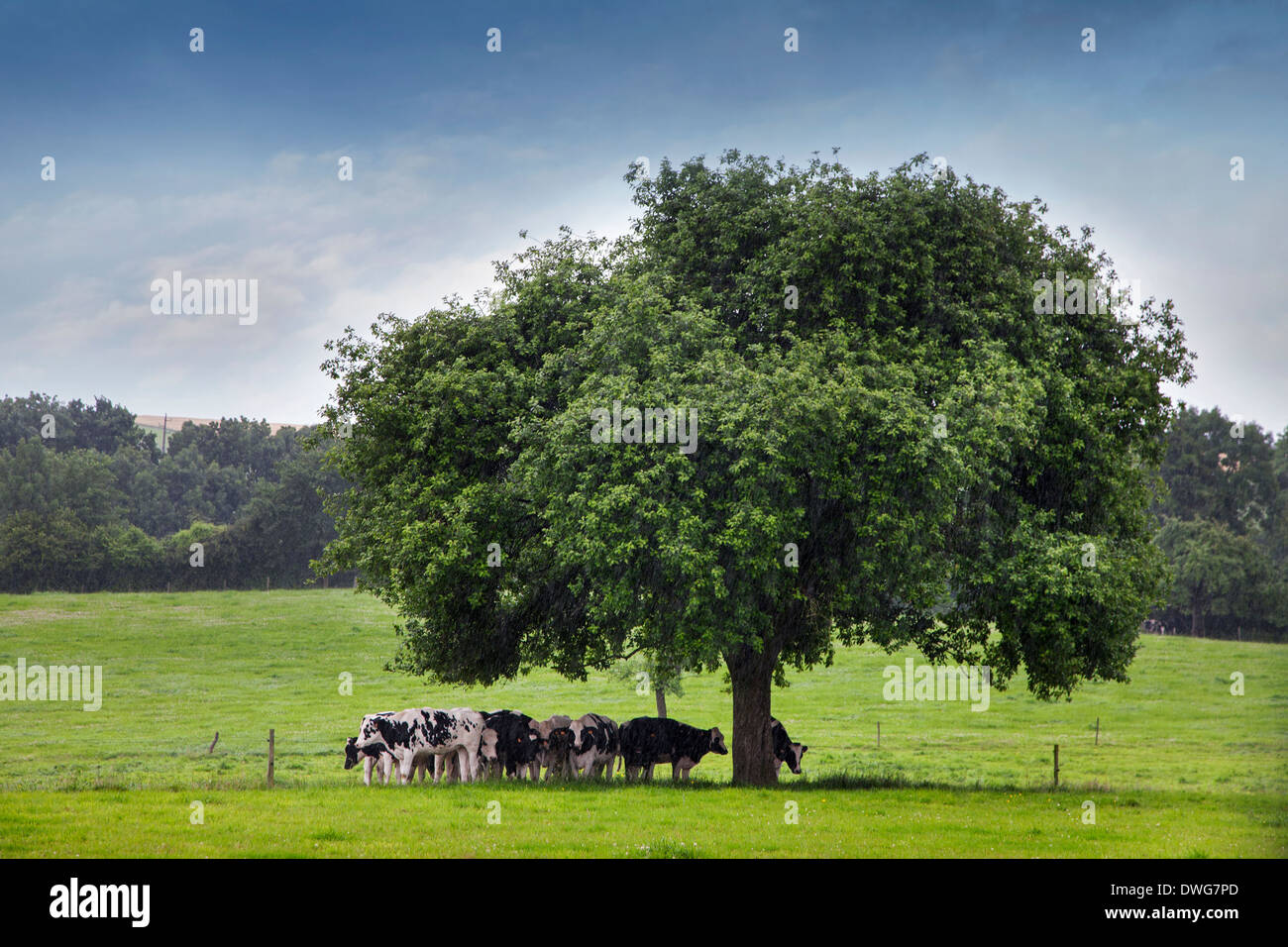 Kühe, die auf der Suche nach Unterschlupf unter Baum im Feld während Platzregen Stockfoto