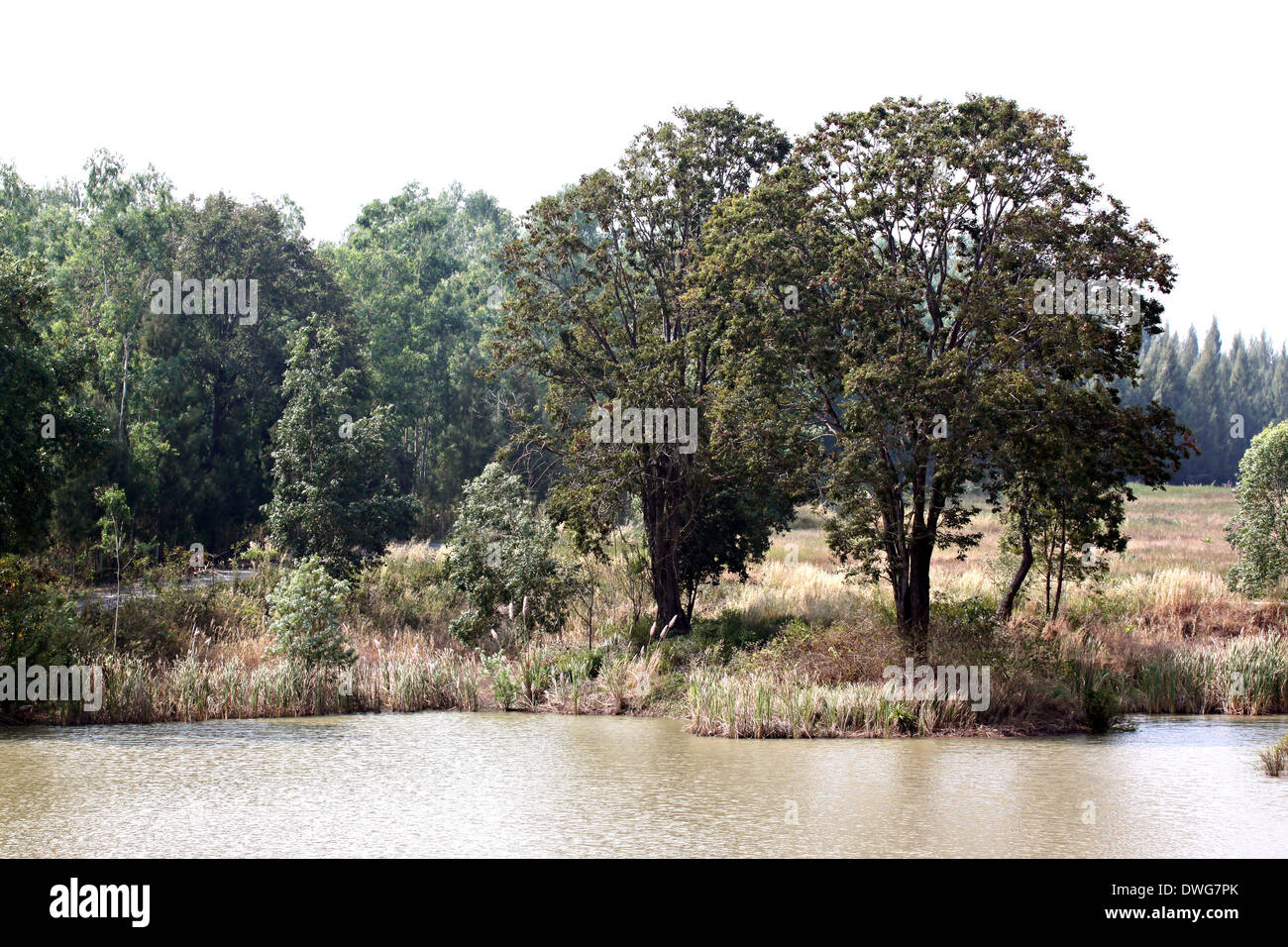 Bäume an einem See im Sommer. Stockfoto