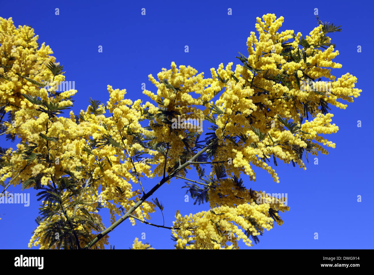Montpellier, Languedoc Roussillon, Frankreich 7. März 2014 blauer Himmel und Mimosa Baum Blumen © Digitalman/Alamy Live News Stockfoto