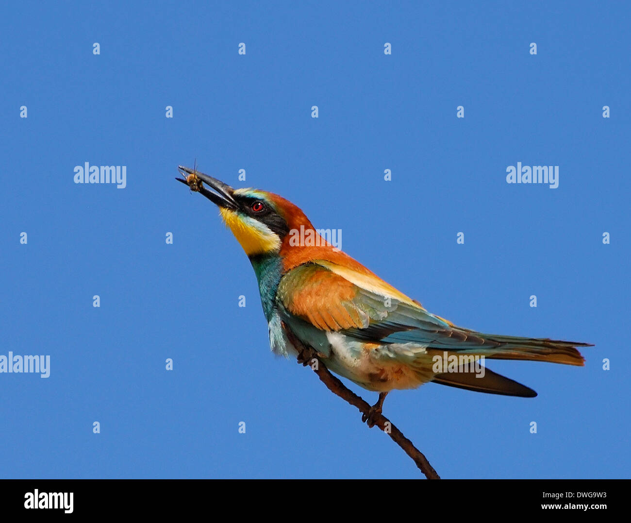 Biene-Esser fangen eine Biene Stockfoto