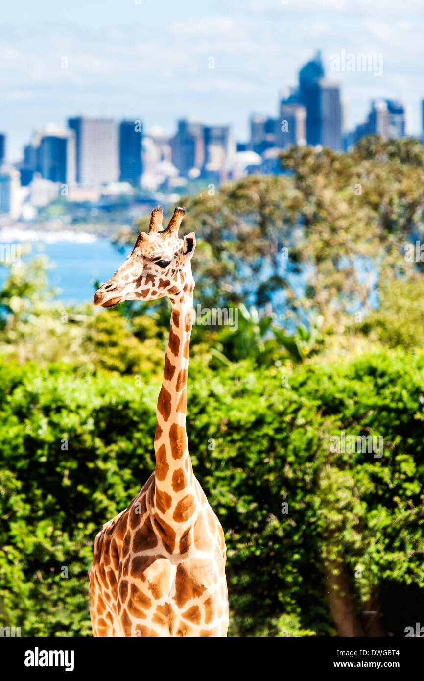 Giraffe mit der Sydney Skyline im Hintergrund Stockfoto