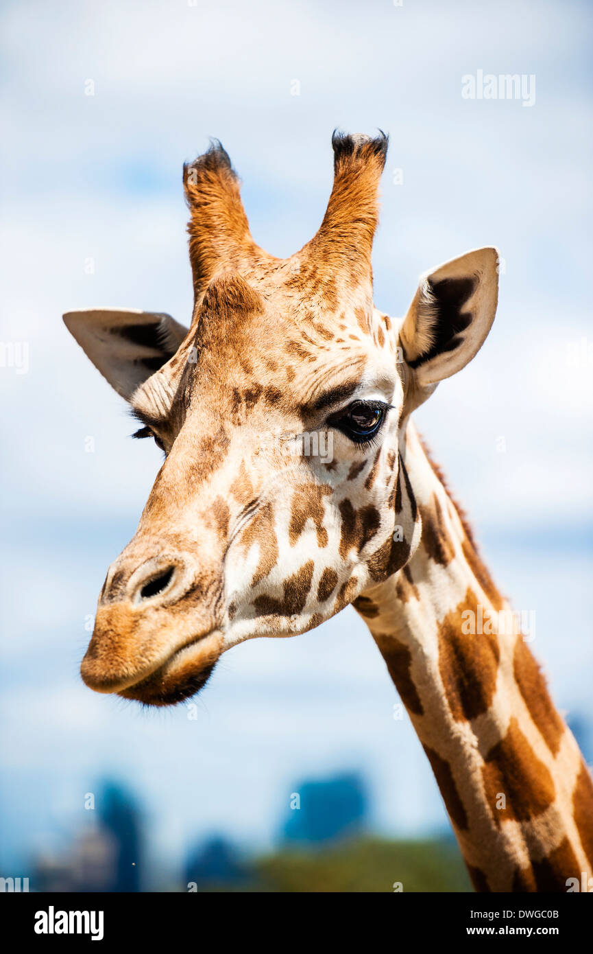 Eine Giraffe in Sydney Stockfoto