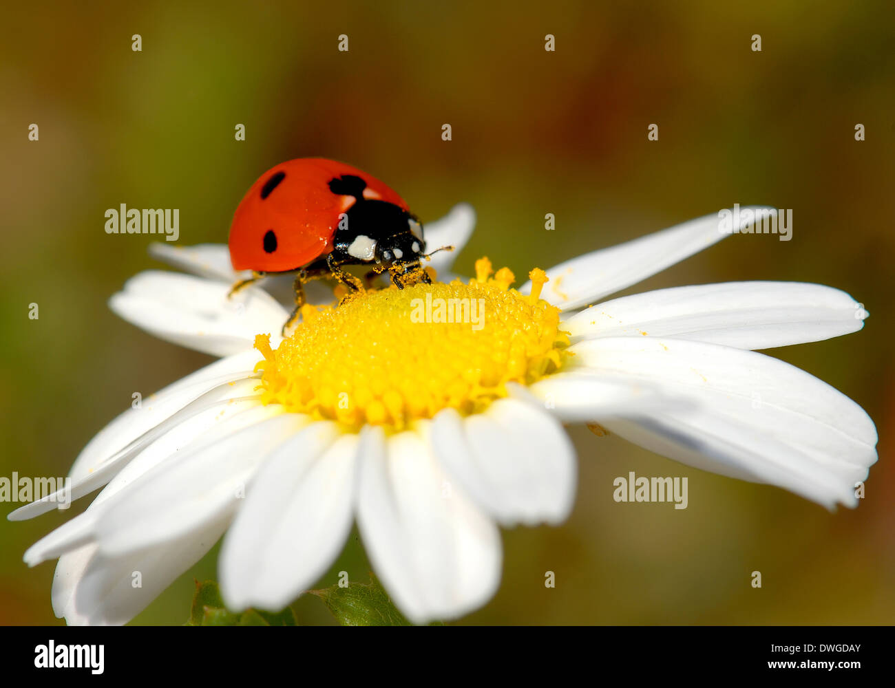Marienkäfer, die Bestäubung einer Blume Stockfoto