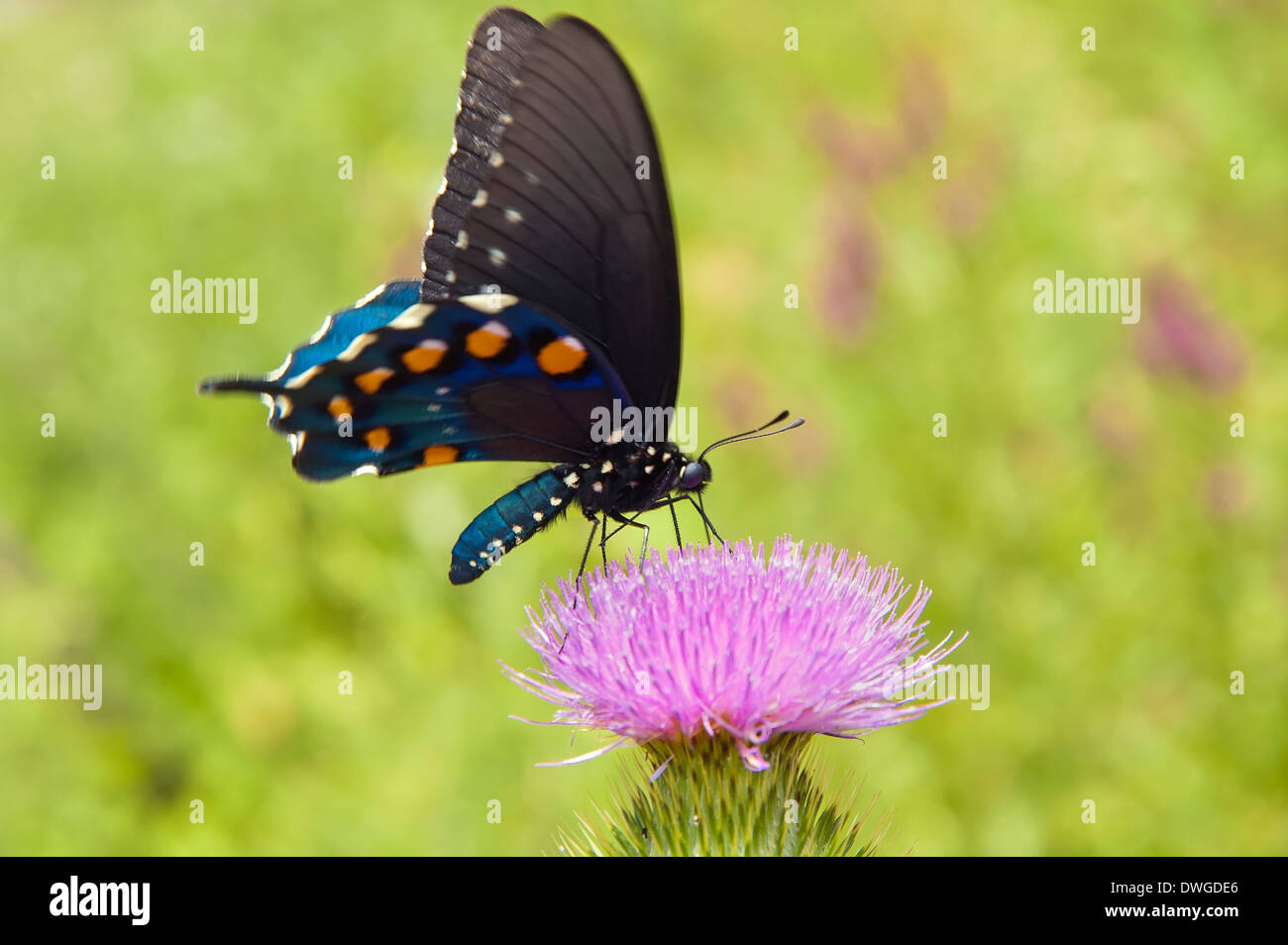 Pipevine Schwalbenschwanz Schmetterling Stockfoto