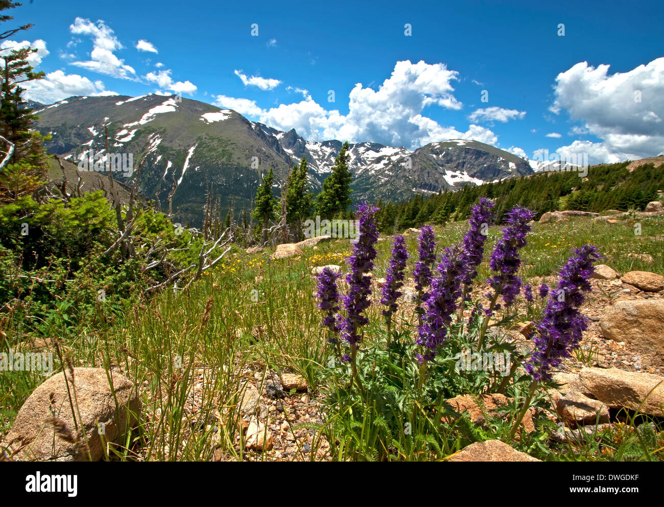 Lila Fransen Wildblumen im Rocky Mountain National Park Stockfoto