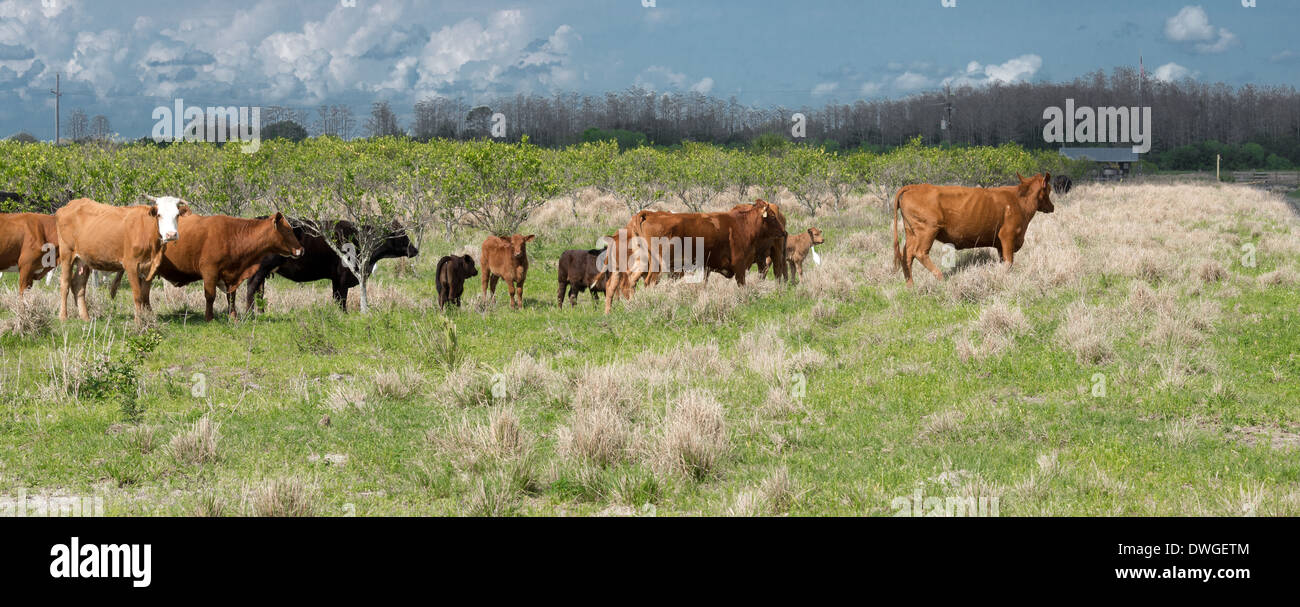 Rinder am Rande einer Orangenplantage in Indian River County, Florida, USA. Stockfoto