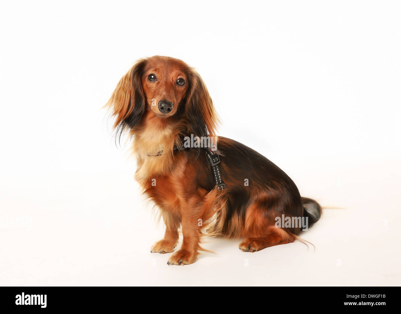 Porträt von Dackel Hund vor der Kamera. Stockfoto