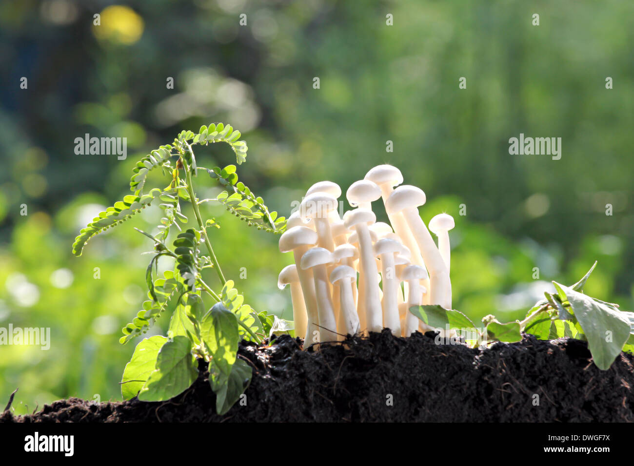Weißer Pilz neben einem kleinen Baum im Hinterhof. Stockfoto