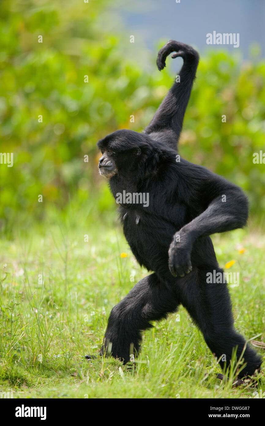 SIAMANG GIBBON (Symphalangus Syndactylus), ursprünglich aus Thailand, Malaysia und Sumatra. In Gefangenschaft Stockfoto