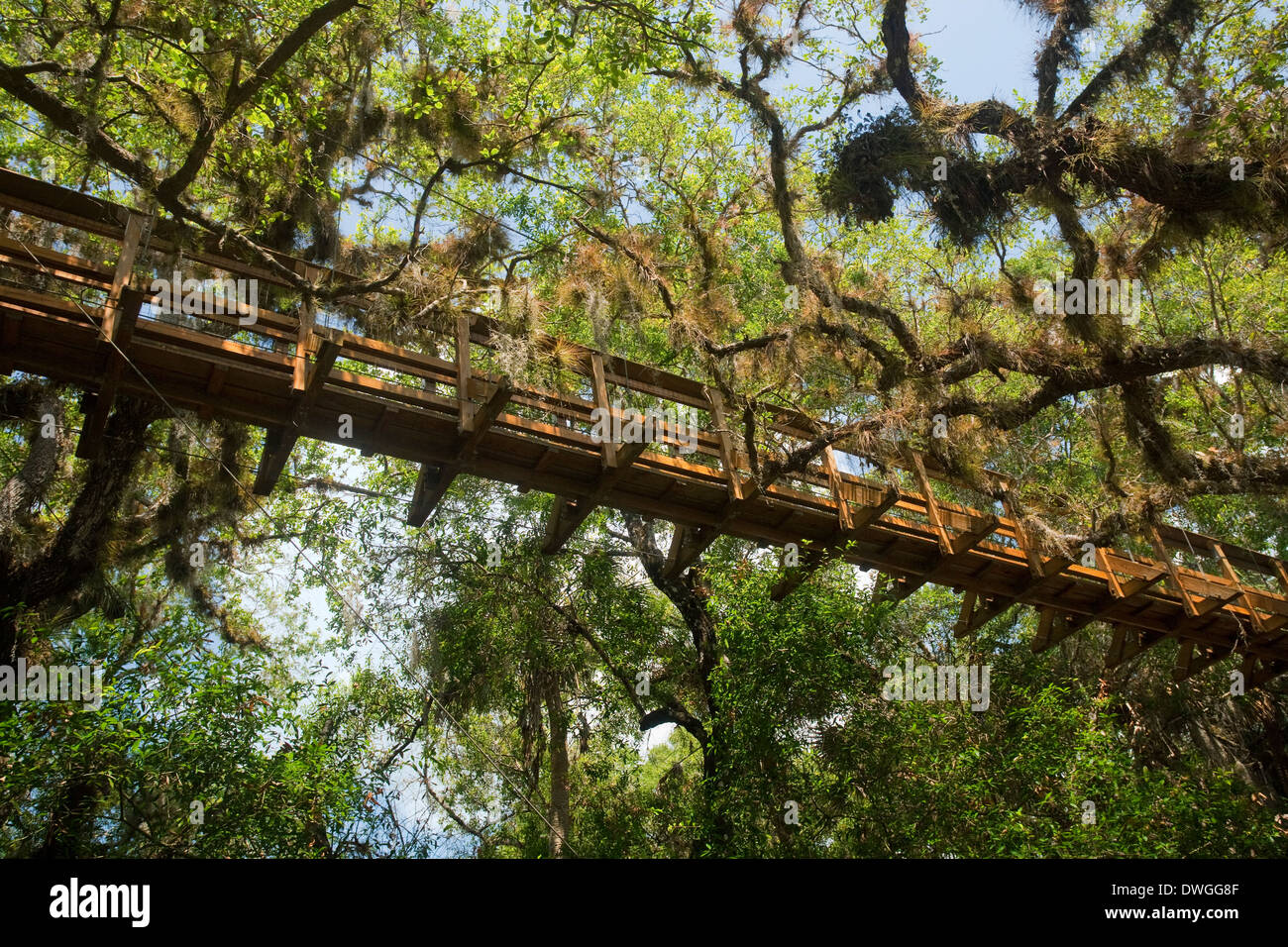 Baldachin Promenade, Myakka River State Park, Florida, USA. Mai Stockfoto