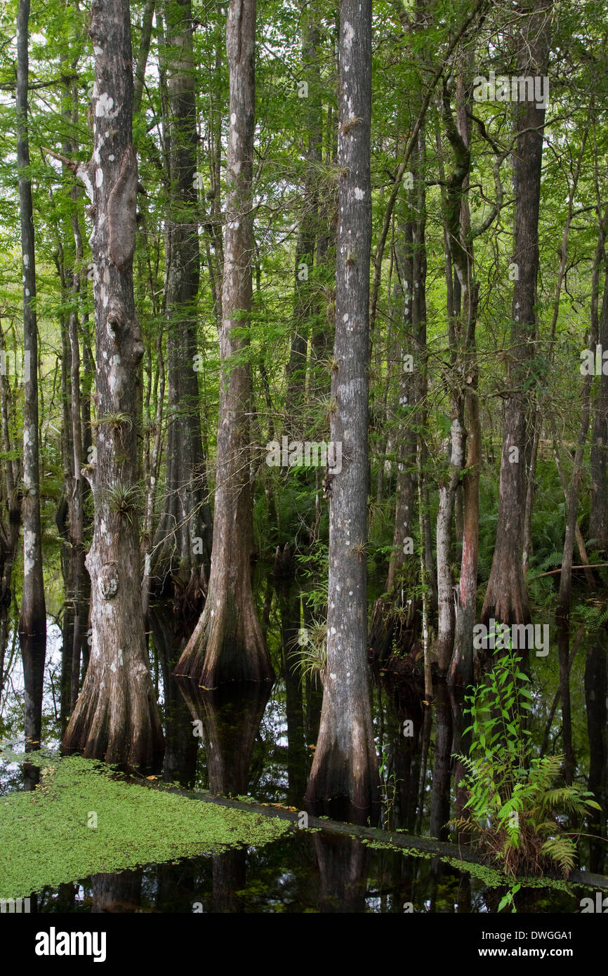 Wald Sumpfzypresse (Taxodium Distichum) Six Mile Cypress Slough Preserve, Fort Myers, Florida, USA. Stockfoto