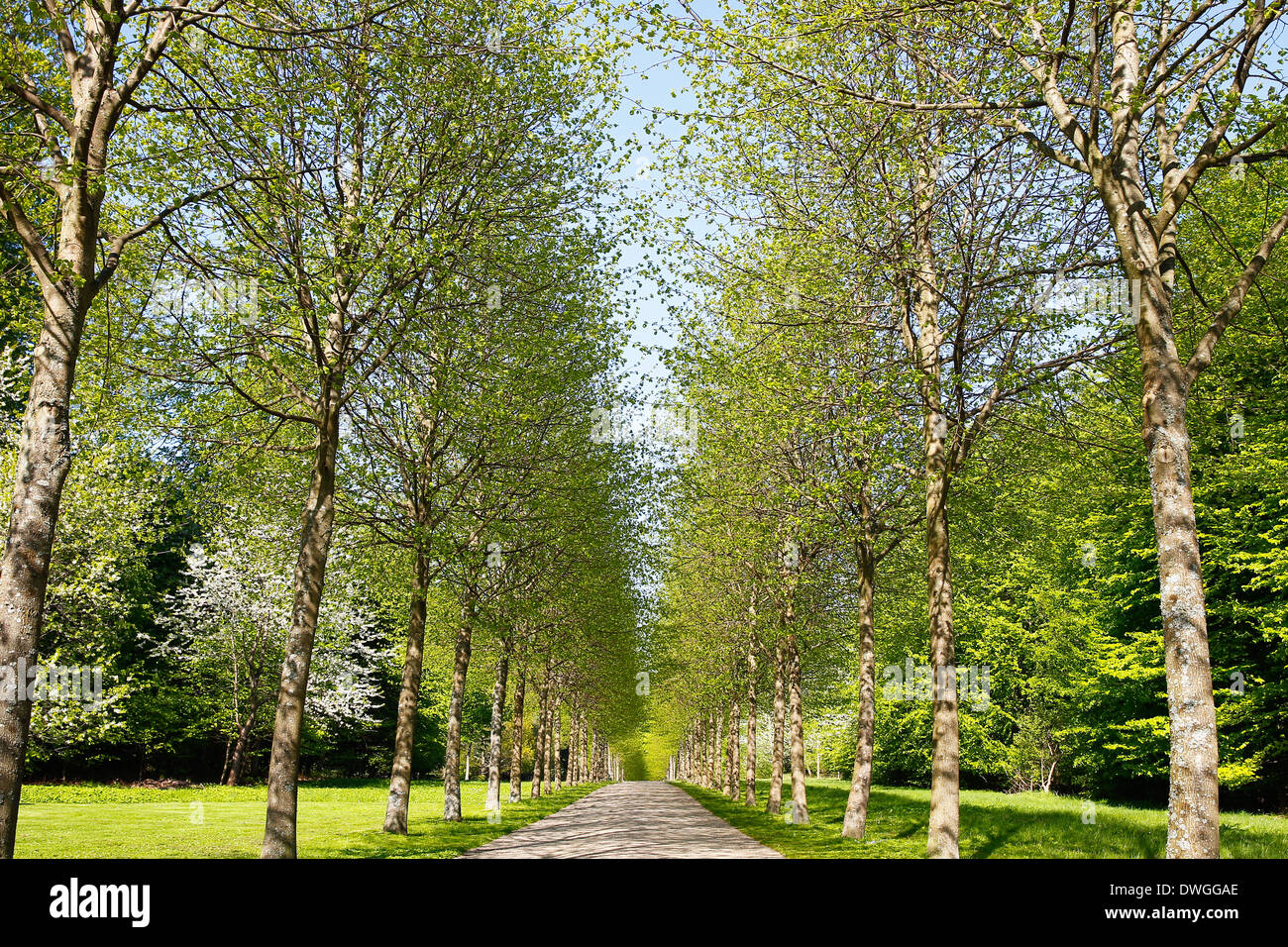 Eine Gasse von Birken mit frischen Blätter im Frühling. Stockfoto