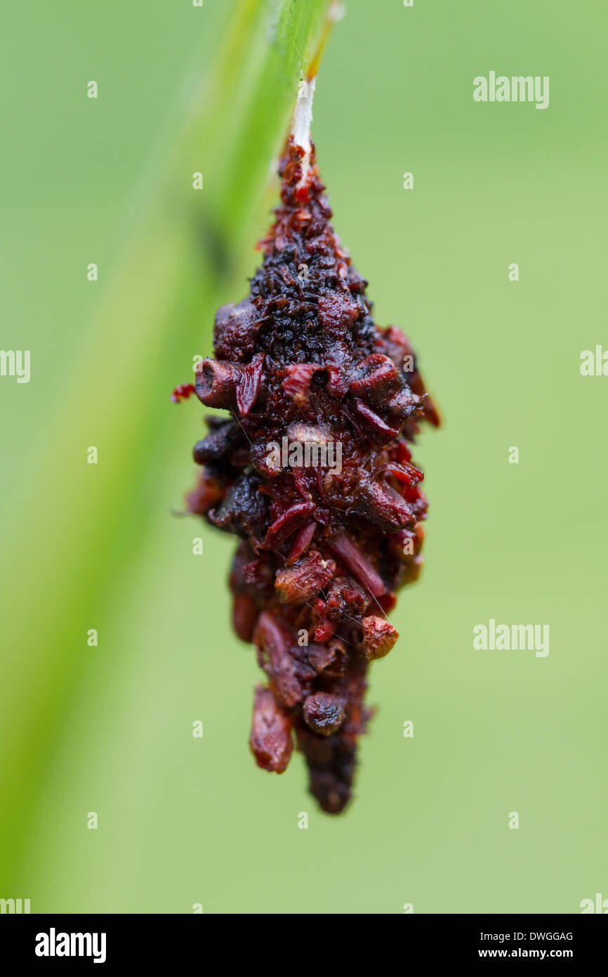 picture Bagworm Cocoon Images alamy