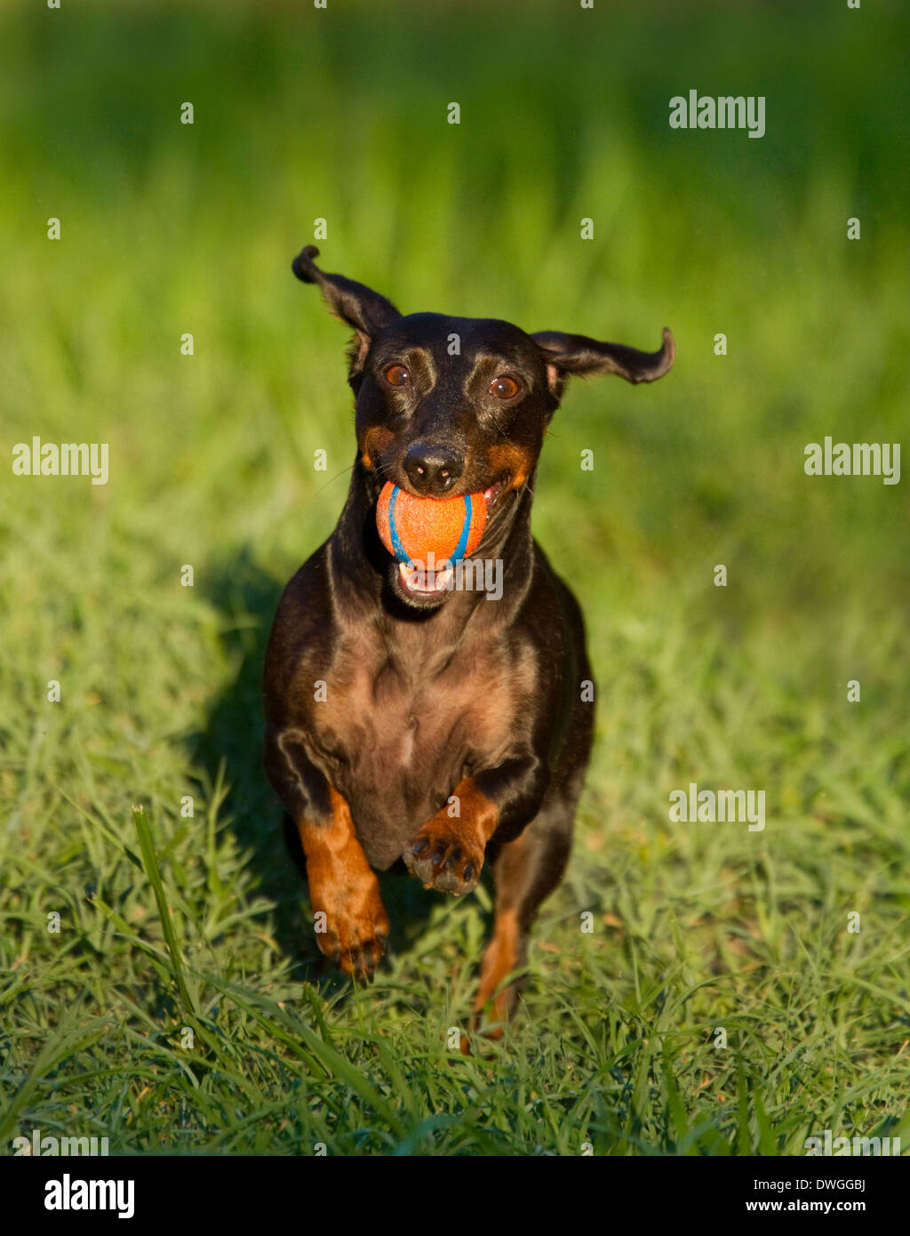 Dackel Hund mit Ball, USA Stockfoto