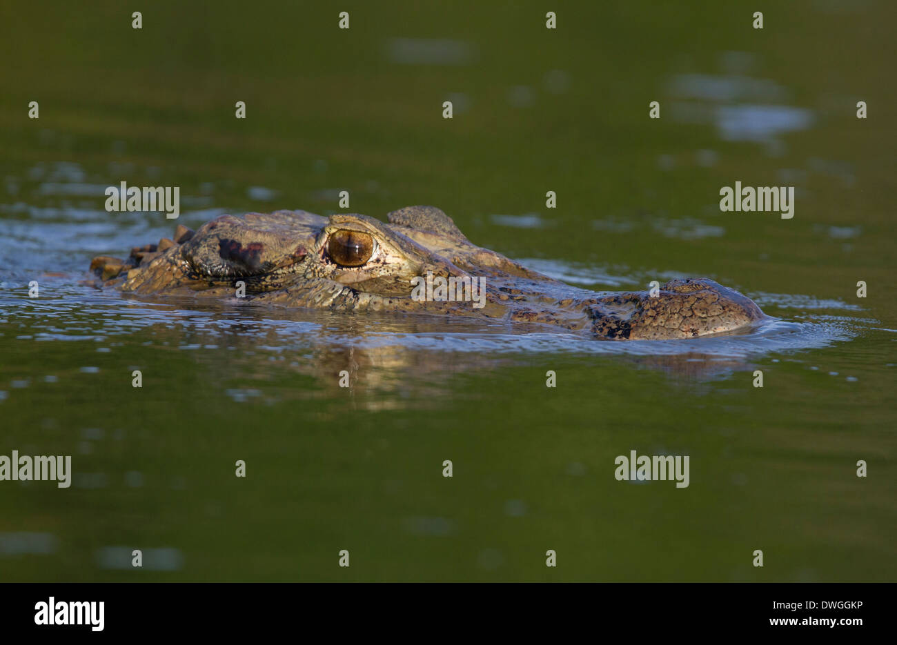 Schwarz CAIMAN (Melanosuchus Niger) Fisch River, Guyana, Südamerika. Stockfoto