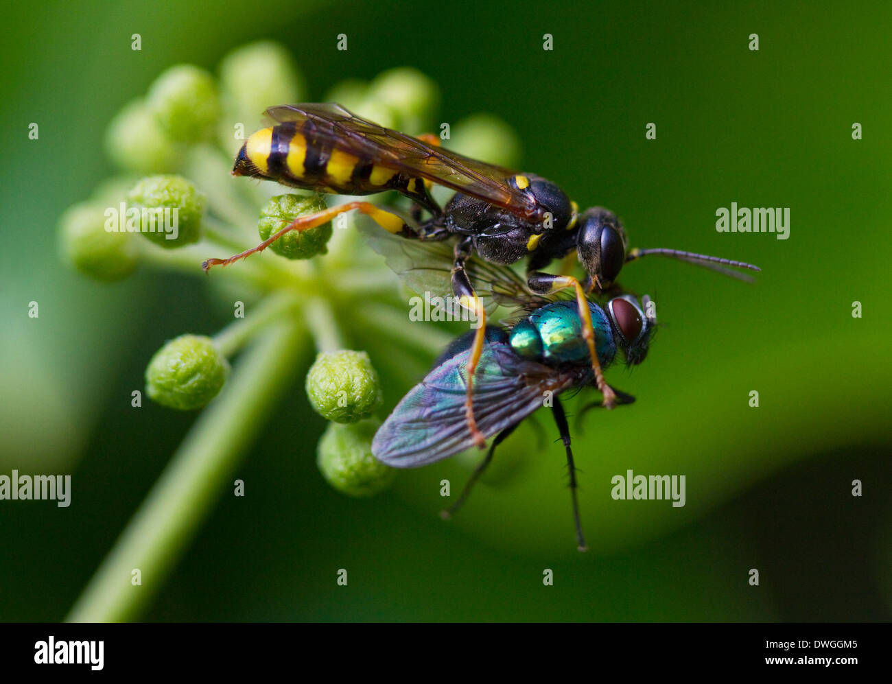 Feld DIGGER Wespe (Mellinus Arvensis) mit Greenbottle fly (Lucilia SP.) Beute, West Sussex, UK. Stockfoto