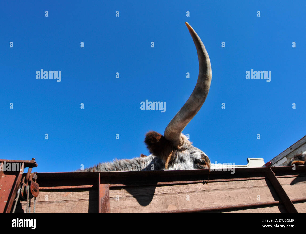 Longhorn Steer in San Antonio, Texas. Stockfoto