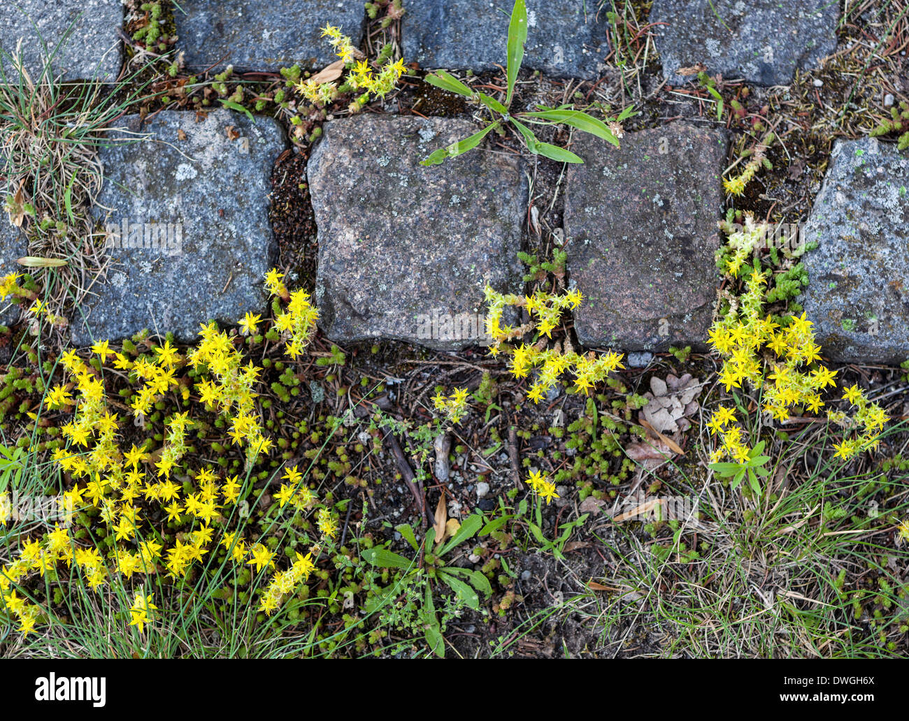 Unkraut und kleinen gelben Stern geformt wilde Blumen wachsen unter Steinpflaster Verbundpflaster Stockfoto