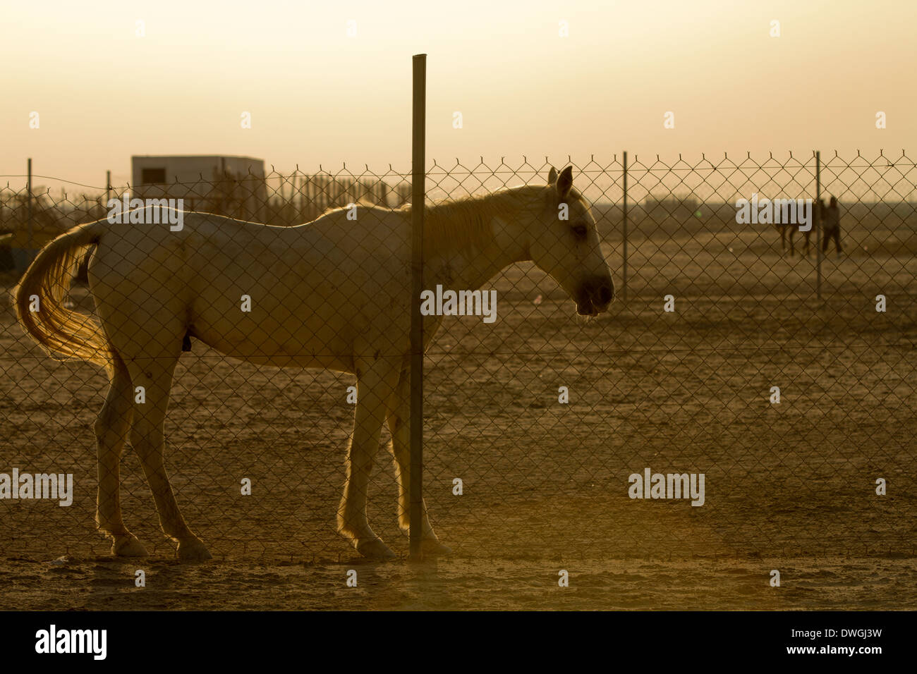 Alte arabische weißes Pferd hinter Draht Zaun Hintergrundbeleuchtung Wüste Stockfoto