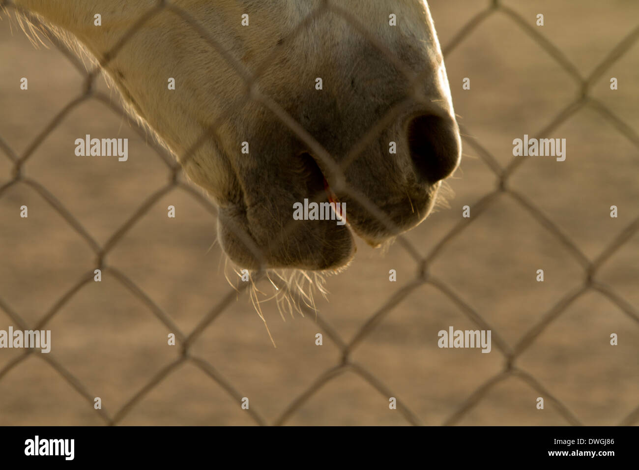 Alte arabische weißes Pferd hinter Draht Zaun Mund Hintergrundbeleuchtung Stockfoto