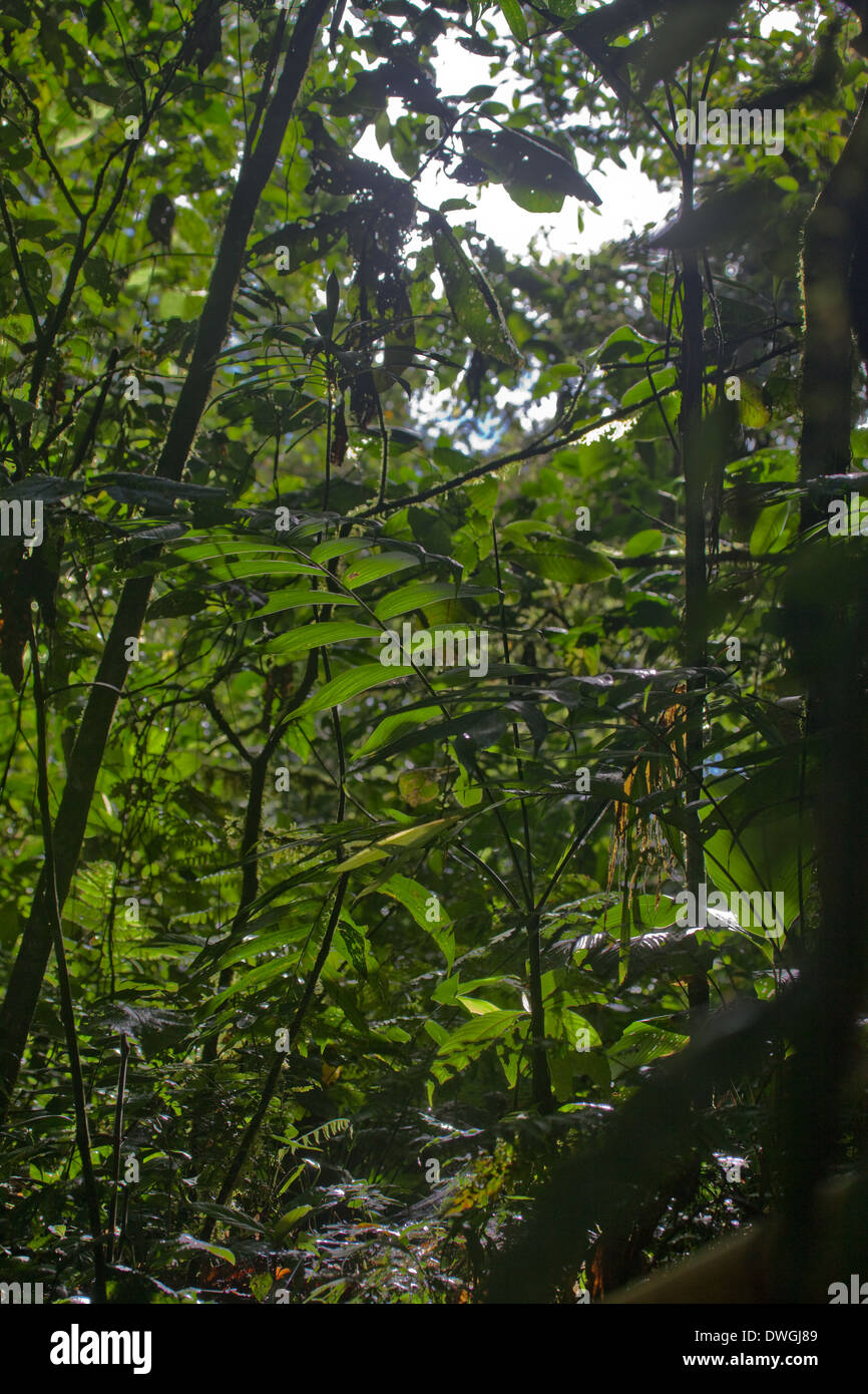 Suche nach Licht durch obere Mitte Geschichte Vegetation Vegetation. Tortuguero Nationalpark. Costa Rica. Stockfoto