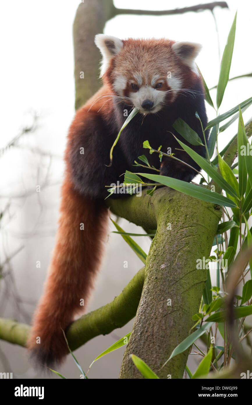 Rot oder kleinere Panda (Ailurus Fulgens). Bambus-Blätter zu essen. Stockfoto
