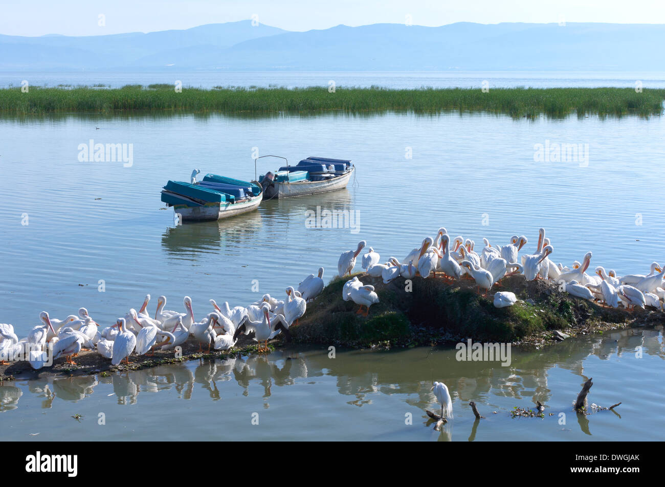 Malerisch von Chapala See mit Pelikanen Skiffs und Berge in Mexiko Stockfoto