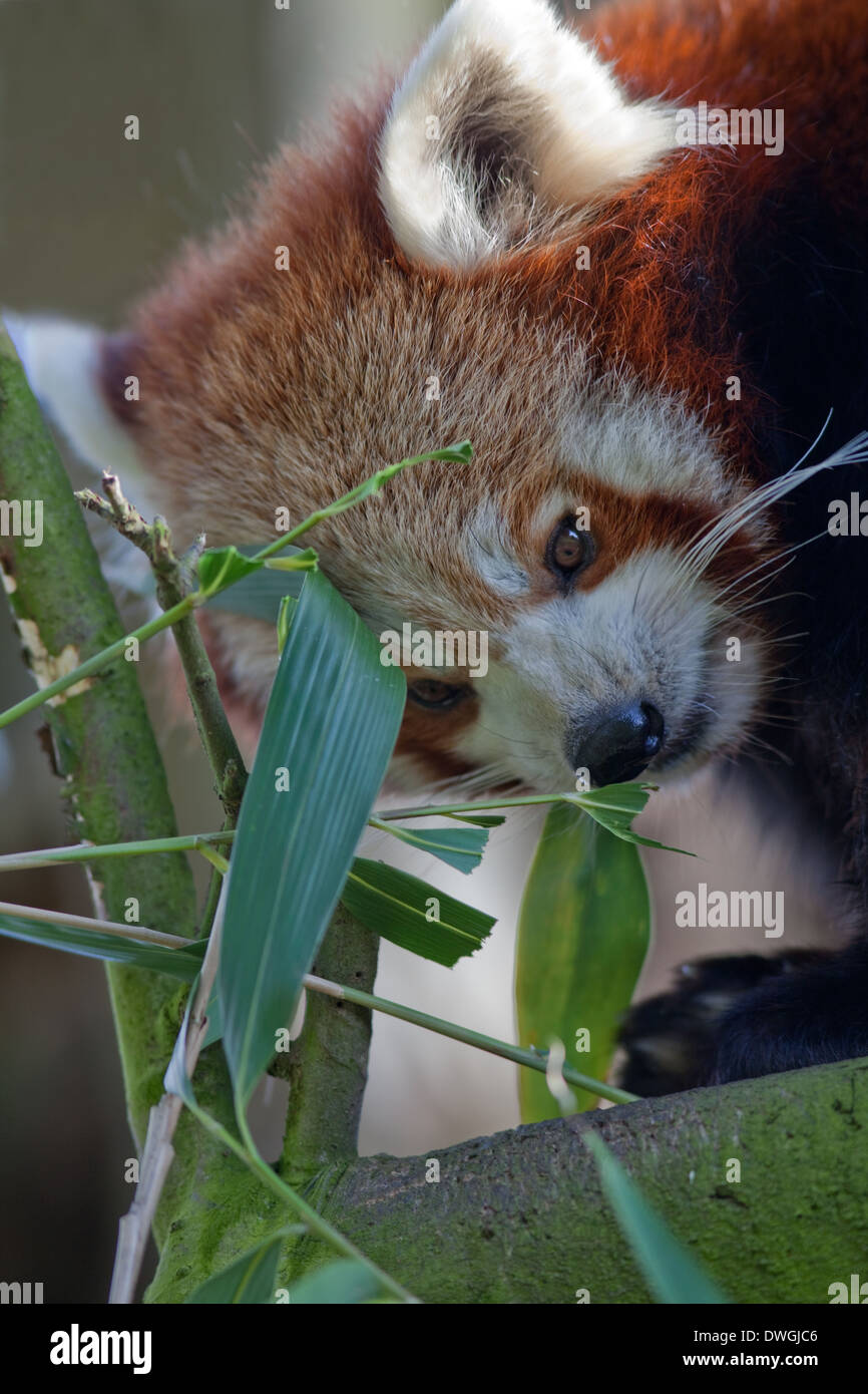Rot oder kleinere Panda (Ailurus Fulgens). Bambus-Blätter zu essen. Stockfoto