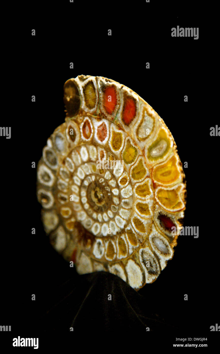 Versteinerten Ammoniten (235.000.000 y/o!) in den Kotsiomytis Natural History Museum in Lygourio, Argolis, Peloponnes, Griechenland Stockfoto