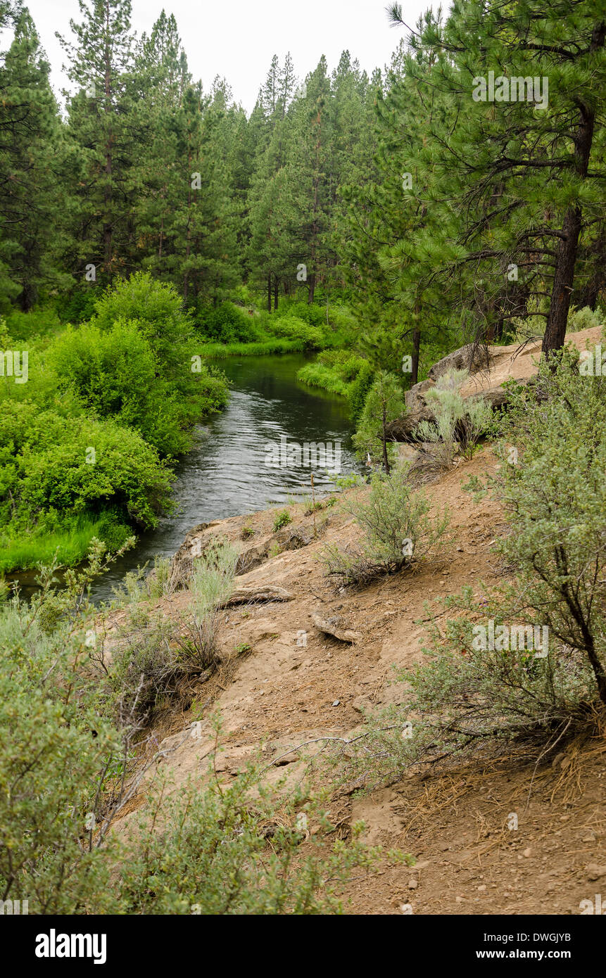 Ansicht des Flusses Deschutes friedlich auf der Durchreise eines dichten immergrünen Waldes Stockfoto
