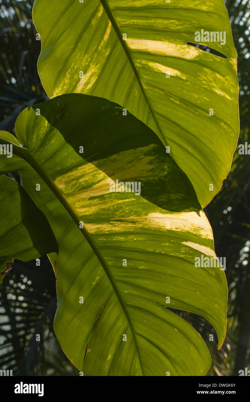 Käse-Pflanze (Monstera Deliciosa). Blätter, Laub, Hintergrundbeleuchtung. Stockfoto