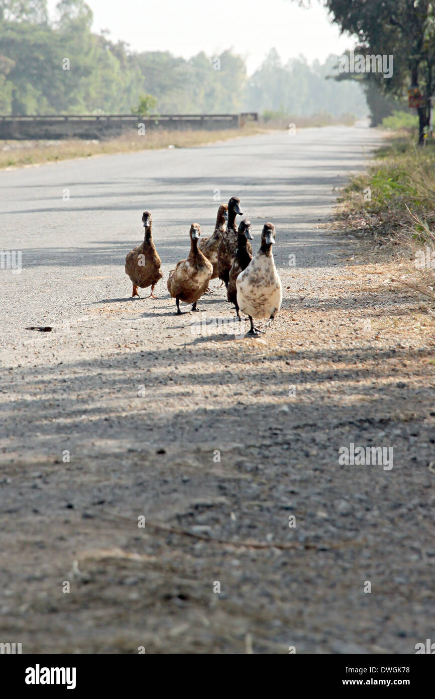 Enten überquerten die Straße in den ländlichen Gebieten. Stockfoto